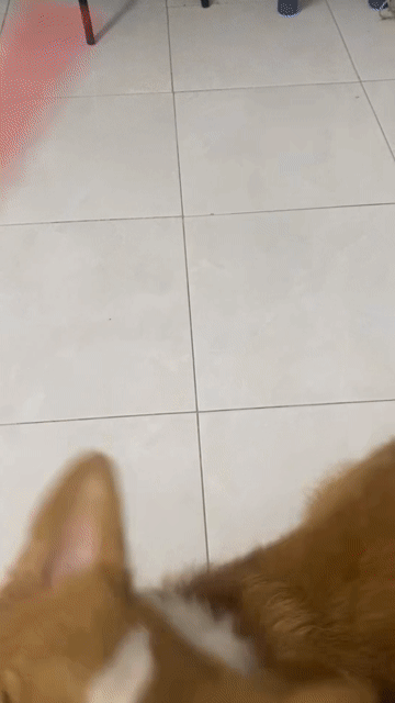 Chó Corgi Cái 10 tháng Nâu trắng. Mua bán Chó tại Quận Tân Phú Tp Hồ Chí Minh được đăng bởi Châu Trần hình 1