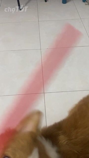 Chó Corgi Cái 10 tháng Nâu trắng. Mua bán Chó tại Quận Tân Phú Tp Hồ Chí Minh được đăng bởi Châu Trần hình 1