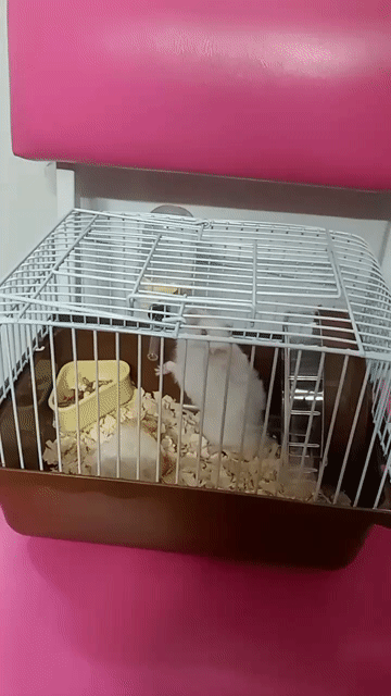 Chuột Hamster Trắng Hiền Lành Sức Khỏe Tốt. Mua bán Thú cưng khác tại Thành phố Thủ Đức Tp Hồ Chí Minh được đăng bởi Thanh Tam hình 1