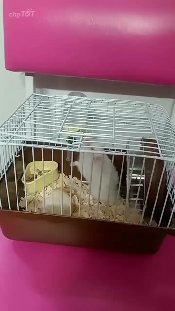 Chuột Hamster Trắng Hiền Lành Sức Khỏe Tốt. Mua bán Thú cưng khác tại Thành phố Thủ Đức Tp Hồ Chí Minh được đăng bởi Thanh Tam hình 1