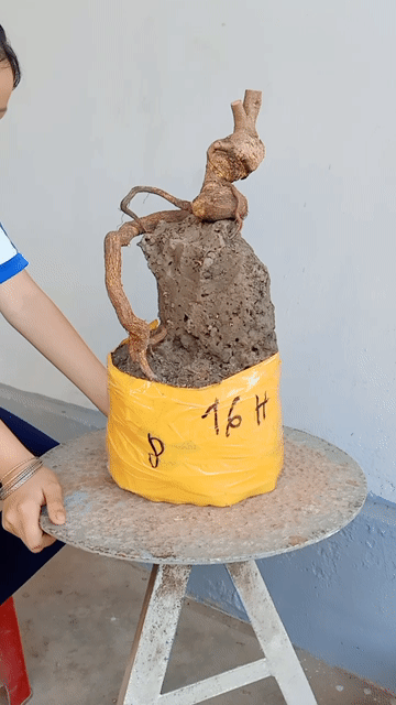 Mai vàng dáng rắn. Mua bán Cây cảnh, đồ trang trí tại Huyện Tam Bình Vĩnh Long được đăng bởi canh hình 1