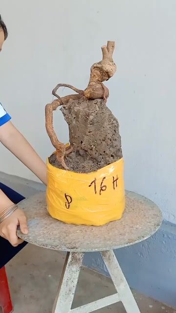 Mai vàng dáng rắn. Mua bán Cây cảnh, đồ trang trí tại Huyện Tam Bình Vĩnh Long được đăng bởi canh hình 1