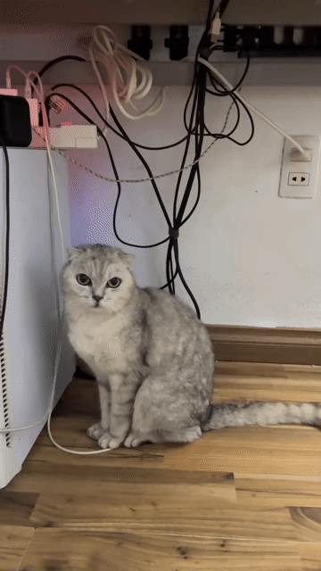 Mèo Scottish Fold Xám bạc. Mua bán Mèo tại Huyện Hoài Đức Hà Nội được đăng bởi Nam Phương hình 1