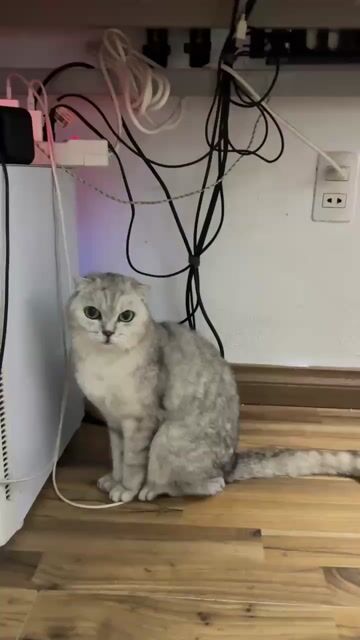 Mèo Scottish Fold Xám bạc. Mua bán Mèo tại Huyện Hoài Đức Hà Nội được đăng bởi Nam Phương hình 1