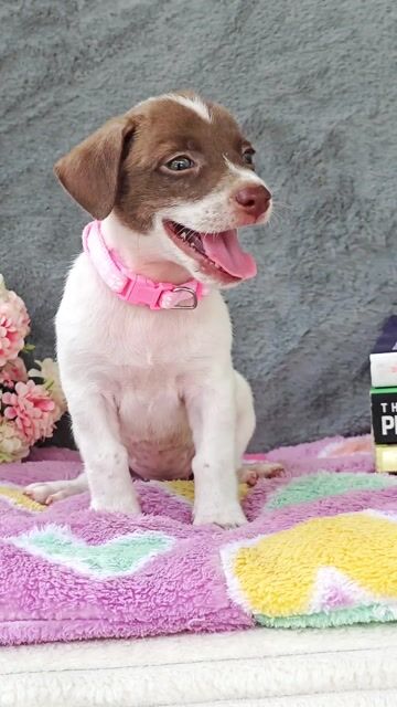 Gái Nhật F chào sen dễ thương ạ. Mua bán Chó tại Huyện Hóc Môn Tp Hồ Chí Minh được đăng bởi Smile Pet hình 1