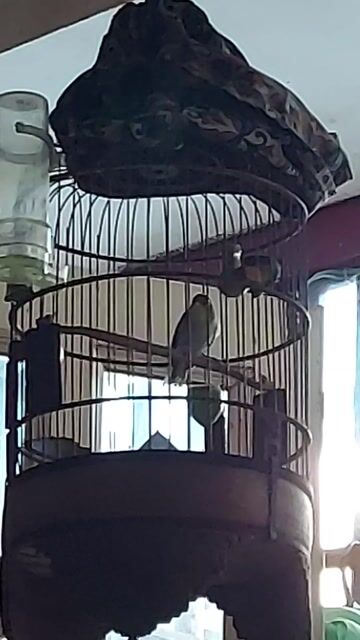 Chim Khuyên đùi nâu Nâu. Mua bán Chim tại Quận 8 Tp Hồ Chí Minh được đăng bởi Chào Mào 888 hình 1