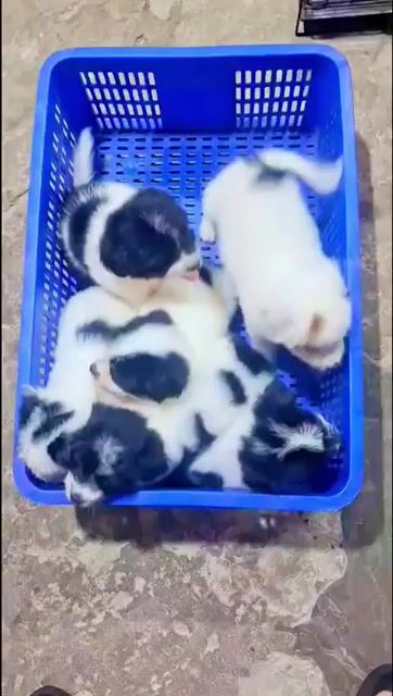 fox sóc mini. Mua bán Chó tại Quận Hoàng Mai Hà Nội được đăng bởi ben hình 1
