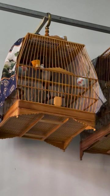 giá bán cả bộ luôn lồng sin như video. Mua bán Chim tại Quận 12 Tp Hồ Chí Minh được đăng bởi Võ Văn Xuyên hình 1