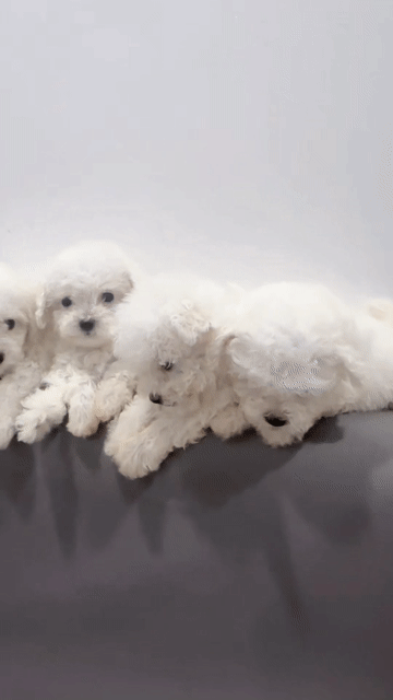 Bichon 2 tháng tuổi. Mua bán Chó tại Quận Hai Bà Trưng Hà Nội được đăng bởi Maison Bichon hình 1