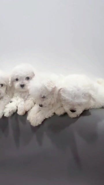 Bichon 2 tháng tuổi. Mua bán Chó tại Quận Hai Bà Trưng Hà Nội được đăng bởi Maison Bichon hình 1