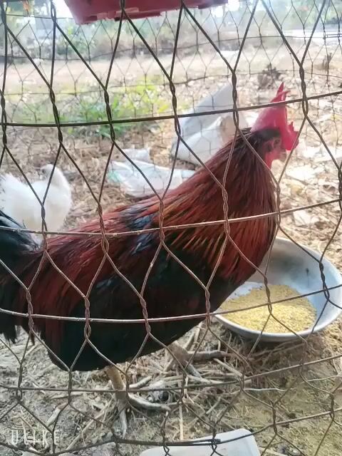 Gà Đỏ Mồng lá. Mua bán Gà tại Thị xã Kiến Tường Long An được đăng bởi AuauNH hình 1