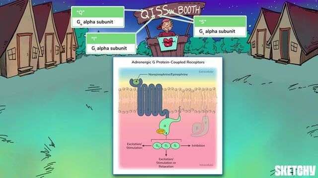 Adrenergic Receptors (Adrenoreceptors) - Free Sketchy Medical Lesson