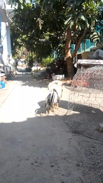 nọc chuối 3k3. Mua bán Gà tại Thành phố Rạch Giá Kiên Giang được đăng bởi nam hình 1