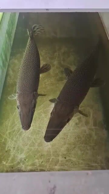 cá sấu hỏa tiễn hai con. Mua bán Thú cưng khác tại Huyện Long Thành Đồng Nai được đăng bởi Lê Tuấn hình 1