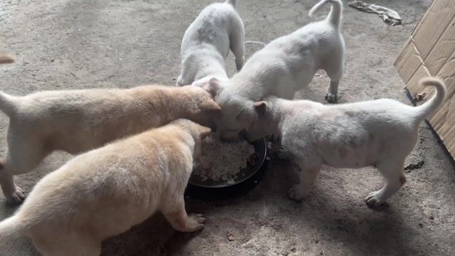 Chó tặng miễn phí. Mua bán Chó tại Thành phố Bến Tre Bến Tre được đăng bởi Thanh Toàn hình 1