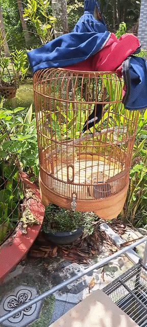 Chim Indo lai Đen trắng 2 mùa. Mua bán Chim tại Huyện Mỏ Cày Nam Bến Tre được đăng bởi Duy mai hình 1