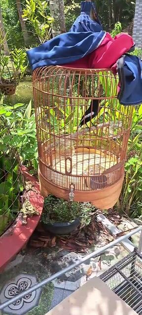 Chim Indo lai Đen trắng 2 mùa. Mua bán Chim tại Huyện Mỏ Cày Nam Bến Tre được đăng bởi Duy mai hình 1