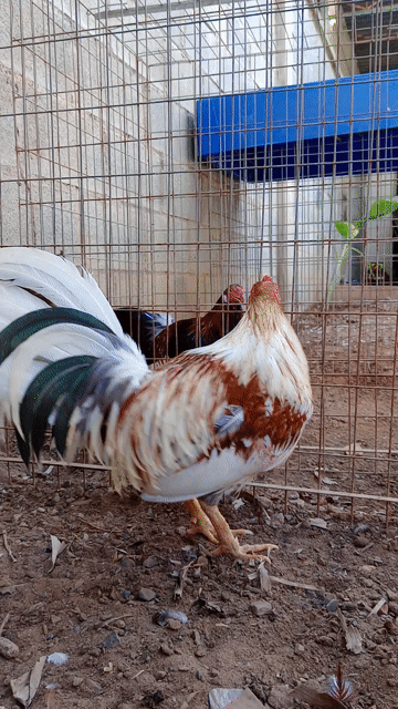 Gà tre Cuban Mỹ trống Ngũ sắc 1.6 kg. Mua bán Gà tại Thành phố Biên Hòa Đồng Nai được đăng bởi Gà tre Hiếu  hình 1