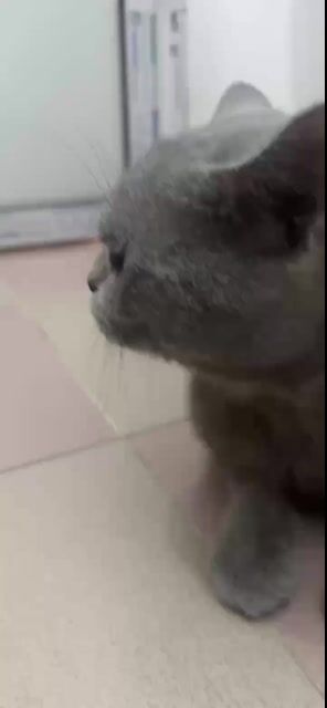 Mèo Aln đực 1 tuổi. Mua bán Mèo tại undefined Hà Nội được đăng bởi Cscđ hình 1