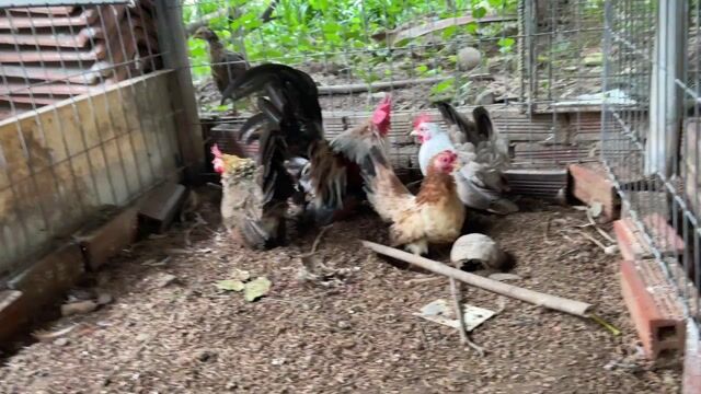 Tre thái bán cả bộ. Mua bán Gà tại Thành phố Mỹ Tho Tiền Giang được đăng bởi Hưng hình 1