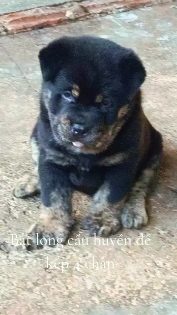 Chó HMông cộc bát long cẩu huyền đề kép 4 chân. Mua bán Chó tại Quận 12 Tp Hồ Chí Minh được đăng bởi Tôi bán sản phẩm Thật  hình 1