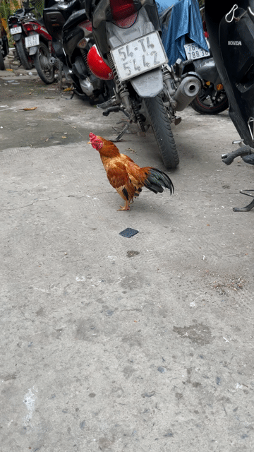 Gà nọc Nâu đỏ Đực. Mua bán Gà tại Huyện Bình Chánh Tp Hồ Chí Minh được đăng bởi Khoa Do hình 1