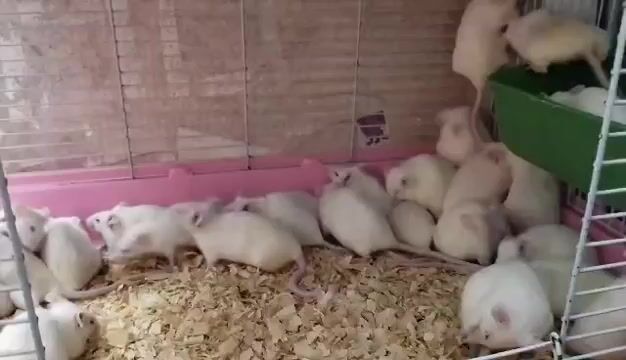 Chuột bạch Trắng dễ thương. Mua bán Thú cưng khác tại Quận Hai Bà Trưng Hà Nội được đăng bởi Mun Munn hình 1