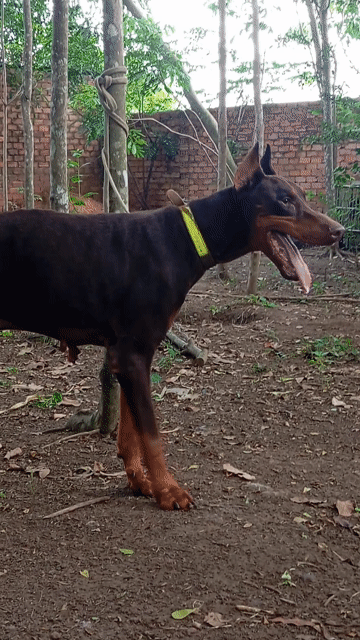 Chó Doberman Đực Nâu 50kg 2 tuổi. Mua bán Chó tại Huyện Trảng Bom Đồng Nai được đăng bởi Trần Văn lưu hình 1