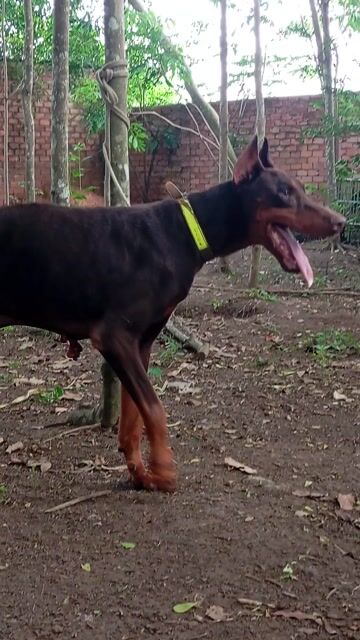 Chó Doberman Đực Nâu 50kg 2 tuổi. Mua bán Chó tại Huyện Trảng Bom Đồng Nai được đăng bởi Trần Văn lưu hình 1