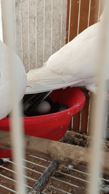 Chim bồ câu Trắng Đang ấp. Mua bán Chim tại Thành phố Biên Hòa Đồng Nai được đăng bởi lâm Khoa hình 1