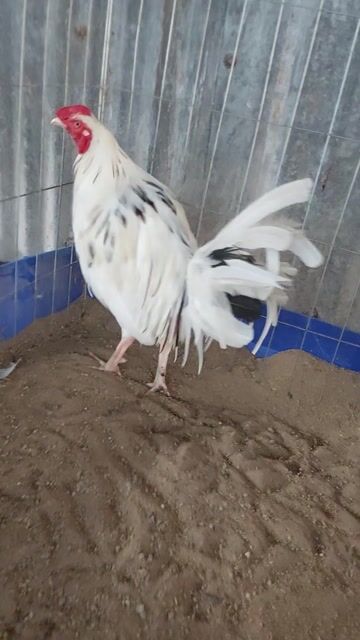 Gà chọi Bướm Mỹ 2.6kg Bao tật lỗi. Mua bán Gà tại Huyện Trần Văn Thời Cà Mau được đăng bởi gà ca mau hình 1