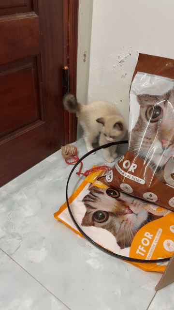 Mèo Ragdoll Trắng. Mua bán Mèo tại Huyện Việt Yên Bắc Giang được đăng bởi Ngô Thế Anh hình 1