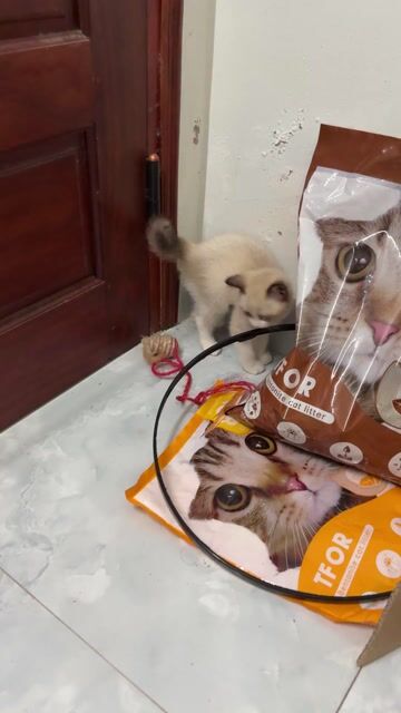 Mèo Ragdoll Trắng. Mua bán Mèo tại Huyện Việt Yên Bắc Giang được đăng bởi Ngô Thế Anh hình 1