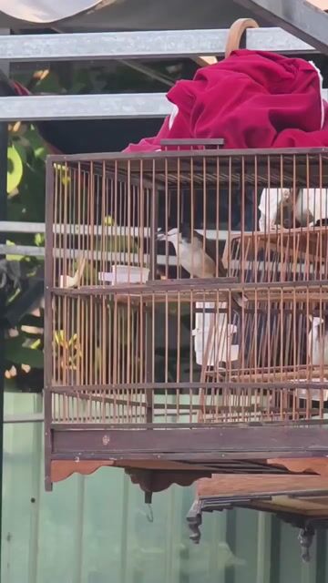 Chim cảnh chào mào. Mua bán Chim tại Quận 12 Tp Hồ Chí Minh được đăng bởi kv hình 1