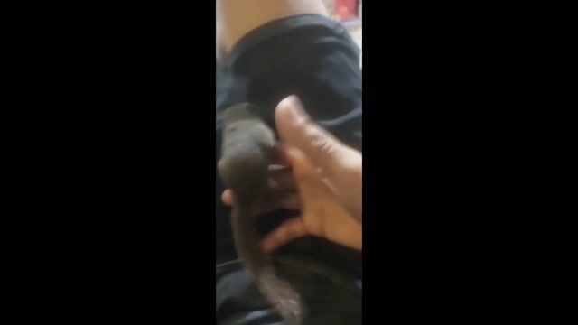 ai cần nuoi soc con ib nhe. Mua bán Thú cưng khác tại Thành phố Mỹ Tho Tiền Giang được đăng bởi Nguyen minh hiep hình 1