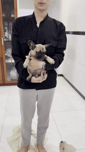 Chó Bull Pháp nâu 2.5-3kg. Mua bán Chó tại Huyện Hóc Môn Tp Hồ Chí Minh được đăng bởi Tên chưa cung cấp hình 1