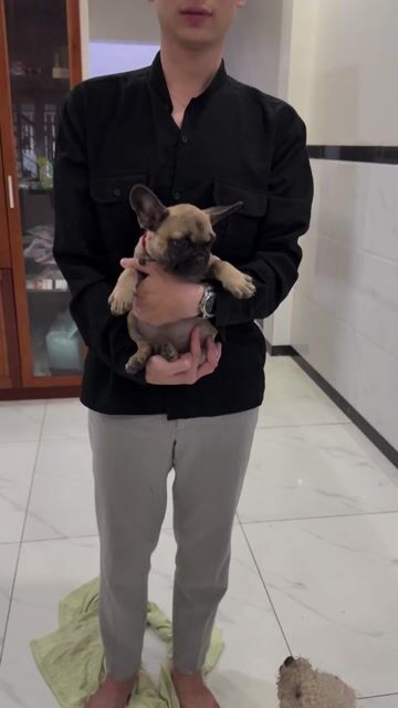 Chó Bull Pháp nâu 2.5-3kg. Mua bán Chó tại Huyện Hóc Môn Tp Hồ Chí Minh được đăng bởi Tên chưa cung cấp hình 1
