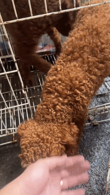 Chó Poodle nâu 10 tháng tuổi. Mua bán Chó tại Thành phố Thuận An Bình Dương được đăng bởi Phạm Thị Phượng hình 1