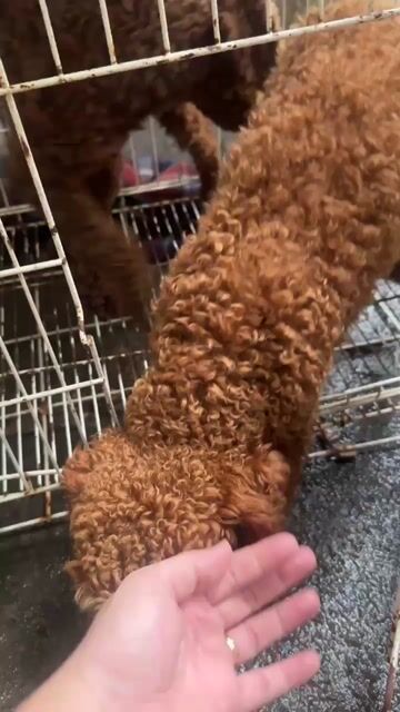 Chó Poodle nâu 10 tháng tuổi. Mua bán Chó tại Thành phố Thuận An Bình Dương được đăng bởi Phạm Thị Phượng hình 1