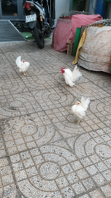 Gà tre Serama Trắng Khỏe mạnh. Mua bán Gà tại Thành phố Sóc Trăng Sóc Trăng được đăng bởi Lý Khâm Tuấn hình 1