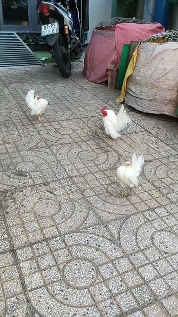 Gà tre Serama Trắng Khỏe mạnh. Mua bán Gà tại Thành phố Sóc Trăng Sóc Trăng được đăng bởi Lý Khâm Tuấn hình 1