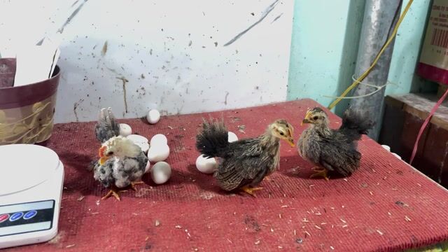 Gà thái Điều vàng Lùn đuôi xoè. Mua bán Gà tại Thành phố Biên Hòa Đồng Nai được đăng bởi Duy hình 1