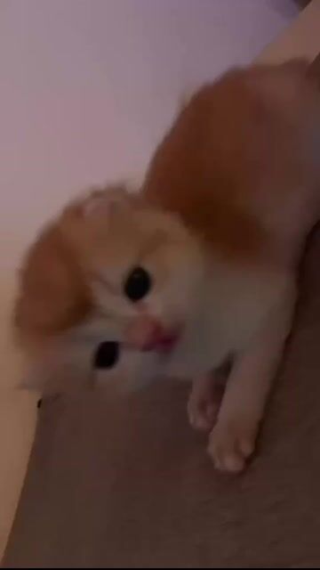 3 Bé Golden. Mua bán Mèo tại Quận Lê Chân Hải Phòng được đăng bởi Bình Minh hình 1