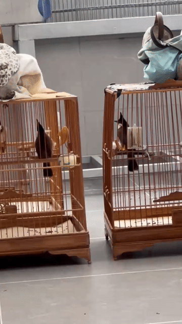 Chim bộ trung không tật lỗi. Mua bán Chim tại Quận Gò Vấp Tp Hồ Chí Minh được đăng bởi víaaasaaa hình 1