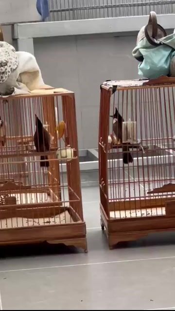 Chim bộ trung không tật lỗi. Mua bán Chim tại Quận Gò Vấp Tp Hồ Chí Minh được đăng bởi víaaasaaa hình 1