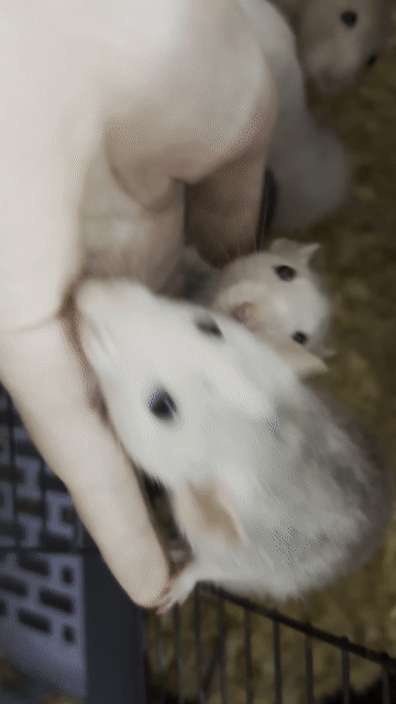 Chuột Dumbo Rat  Trưởng thành. Mua bán Thú cưng khác tại Quận 4 Tp Hồ Chí Minh được đăng bởi Yến Hoàng hình 1