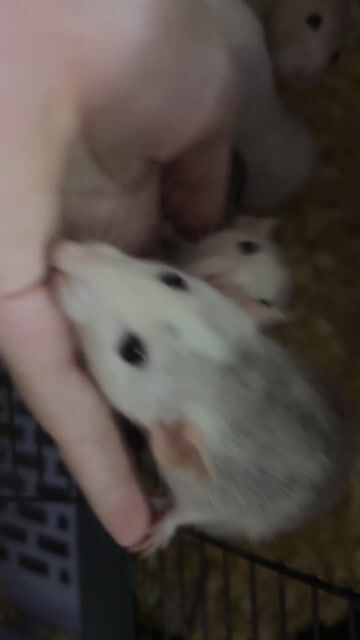 Chuột Dumbo Rat  Trưởng thành. Mua bán Thú cưng khác tại Quận 4 Tp Hồ Chí Minh được đăng bởi Yến Hoàng hình 1