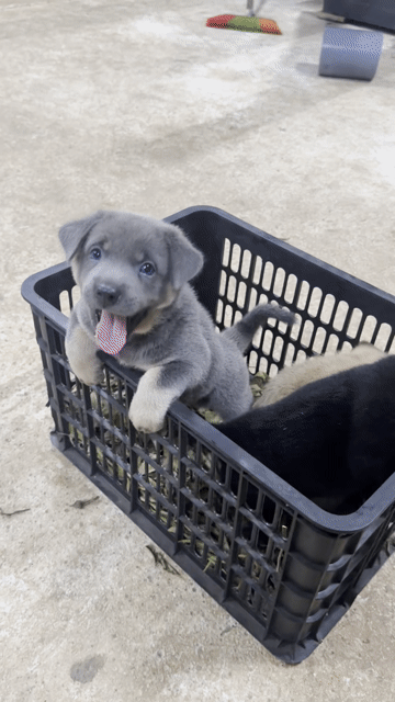 Chó xù chân ngắn lai Corgi nhỏ. Mua bán Chó tại Quận Hải Châu Đà Nẵng được đăng bởi Đăng Phú hình 1