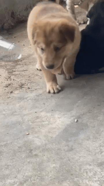 Chó Husky lai Nâu vàng. Mua bán Chó tại Huyện Hóc Môn Tp Hồ Chí Minh được đăng bởi oanh trần hình 1