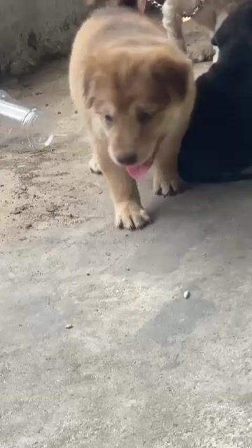 Chó Husky lai Nâu vàng. Mua bán Chó tại Huyện Hóc Môn Tp Hồ Chí Minh được đăng bởi oanh trần hình 1